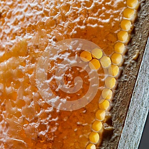 Macro photo of organic honey in honeycombs. Healthy food