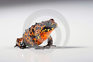 Macro photo of oriental fire-bellied toad with bokeh effect art