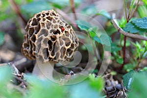 Macro photo of a outlandish Morel mushroom hiding in the grass