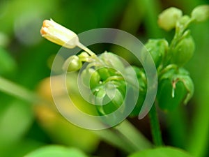 Macro photo oxallis barrelieri Calincing with a natural background. Indonesain call it calincing or blimbing-blimbingan