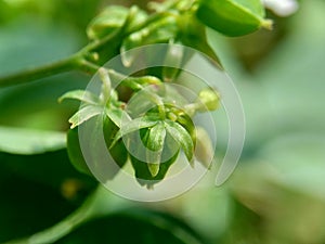 Macro photo oxallis barrelieri Calincing with a natural background. Indonesain call it calincing or blimbing-blimbingan