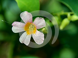 Macro photo oxallis barrelieri Calincing with a natural background. Indonesain call it calincing or blimbing-blimbingan