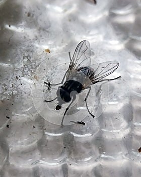 Macro photo of pale giant horse-fly isolated on white background