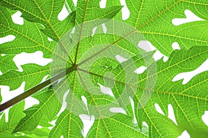 Macro photo of papaya leaf