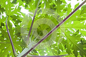 Macro photo of papaya leaf