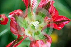 Macro photo of parrot tulip