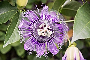 Macro photo of Passiflora incarnata, natural scene photo