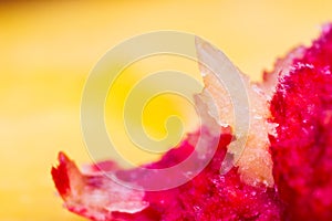 Macro photo of a peach stone abstract