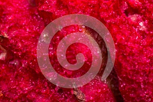 Macro photo of a peach stone abstract