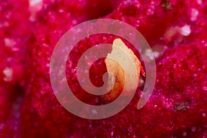 Macro photo of a peach stone abstract