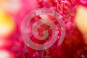 Macro photo of a peach stone abstract