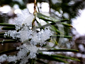 Macro photo of perfect, distinct real geometrical snowflakes on a green pine needles with dark background