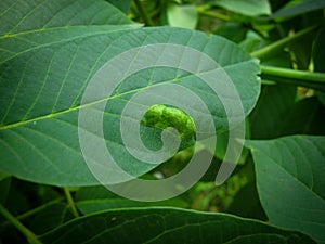 Macro Photo of Persian walnut leaf blister mite