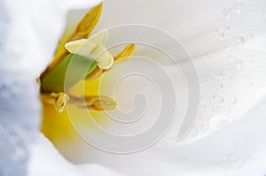 Macro photo petals, pestle and stamen of white tulip on a full b