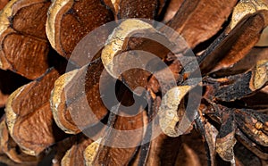 Macro photo of pine cones.background or textra