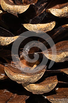 Macro photo of pine cones.background or textra