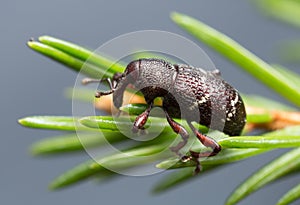 Macro photo of a pine weevil, Hylobius pinastri on fir twig photo