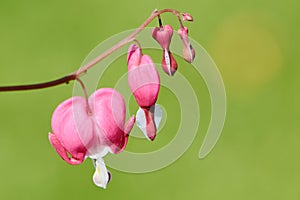 Macro photo of a pink bleeding heart