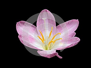 Macro Photo of Pink Flower Anatomy Isolated on Black Background with Clipping Path