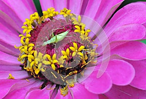 Macro photo of pink flower cynic. Summer beautiful flower.