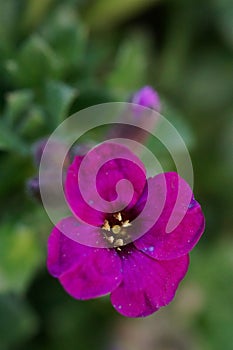 Macro photo of a pink flower Garden Arabis, Mountain Rock Cress or Caucasian Rockcress Arabis Caucasica