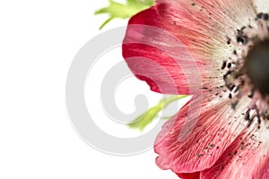 Macro photo, pink flower isolated