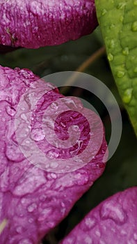 macro photo of a pink flower petal with water drops after rain