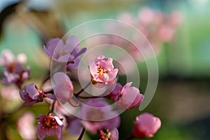 Macro photo of pink flowers on tree twig in natural landscape