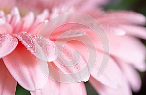 Macro photo on pink Gerbera flower petals covered by water drops