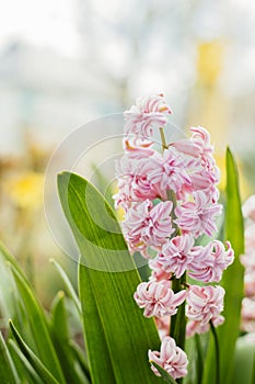 Macro Photo of a pink hyacinth flower. Flowers nature background