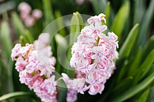 Macro Photo of a pink hyacinth flower. Flowers nature background