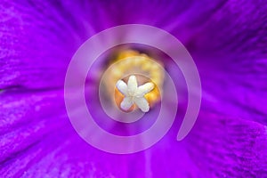 Macro photo of pink and purple flower and white pistil