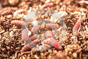 Macro photo pink red maggots. Image background fishing bait pink worms fruit fly maggots