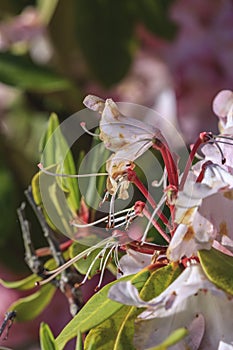 Macro photo of pink rhododendrons.