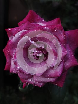 macro photo of a pink rose flower with water drops