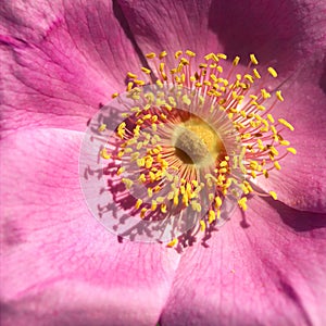 Macro Photo of Pink Rose Rosaceae photo