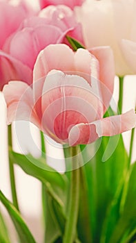 Macro photo of pink tulip flower petals. Botanical background