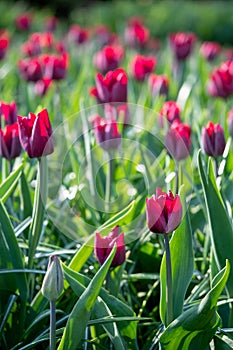Macro photo of pink tulips lit by the sun at Keukenhof Gardens, Lisse, South Holland. Keukenhof is known as the Garden of