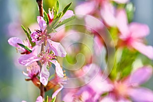 Macro photo pink wildflowers close-up color nature photo