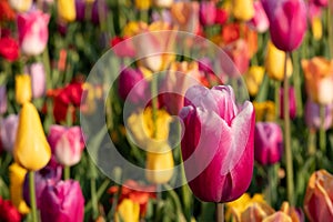 Macro photo of pink, yellow and orange tulips at Keukenhof Gardens, Lisse, South Holland. Keukenhof is known as the Garden of