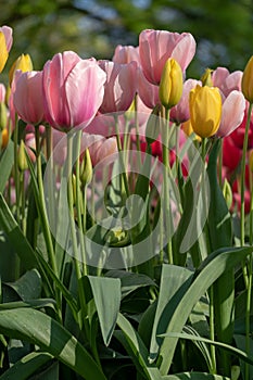 Macro photo of pink and yellow tulips at Keukenhof Gardens, Lisse, South Holland. Keukenhof is known as the Garden of