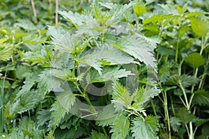 Macro Photo of a plant nettle. Nettle with fluffy green leaves. Background Plant nettle grows in the ground photo