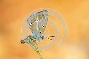 Polyommatus demavendi butterfly on flower