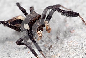 Macro Photo of Portia Jumping Spider on The Floor photo
