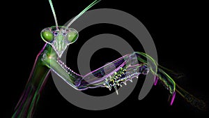 Macro photo portrait of a multicolored praying mantis. neon light effect, black background