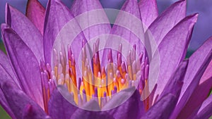 Macro photo of purple blue water lily closeup