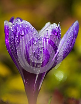 Macro photo of a purple crocus