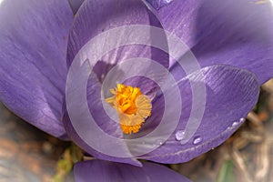 A macro photo of a purple flower with orange pistil and stamen. Purple blurry background.