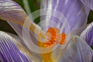 A macro photo of a purple flower with orange pistil and stamen. Purple blurry background.