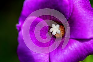 Macro photo of purple flower and white pistil